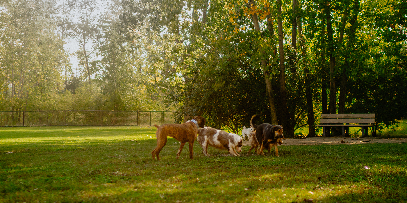 dog park 1400x700.jpg