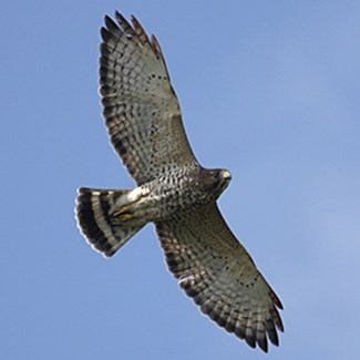 broad-wing-hawk-dreamstime_xxl_24863248-700x300jpg