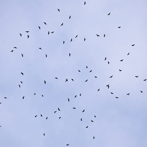 Broad wing hawks migrating dreamstime_xxl_23179210 500X500.jpg