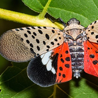 spotted-lantern-fly-700x300jpg