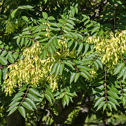 Tree of Heaven dreamstime_xl_78080389 500x500.jpg