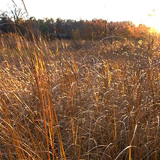 Prairies Being Restored At Wildwood Preserve