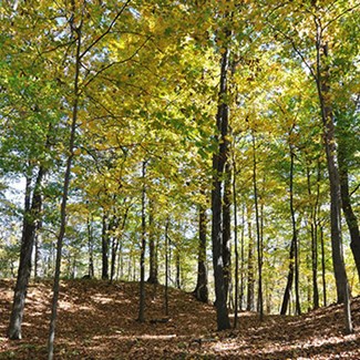 Treatment Begins To Preserve Oak Trees At Wildwood