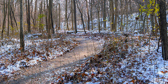 Swan Creek Sycamore Trail