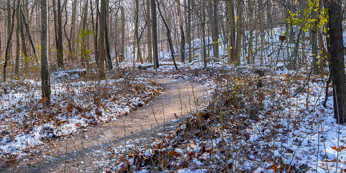 Swan Creek Sycamore Trail.jpg (1)