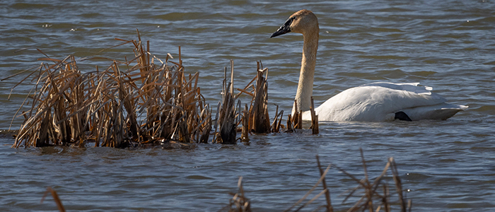 Swan Trumpeter - Howard Marsh-Weber- 3-16-25 - -125  700X300.jpg
