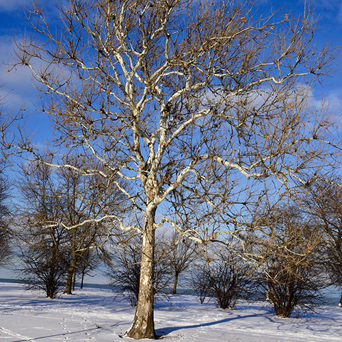 sycamore-tree-dreamstime_l_107848046-500x500jpg
