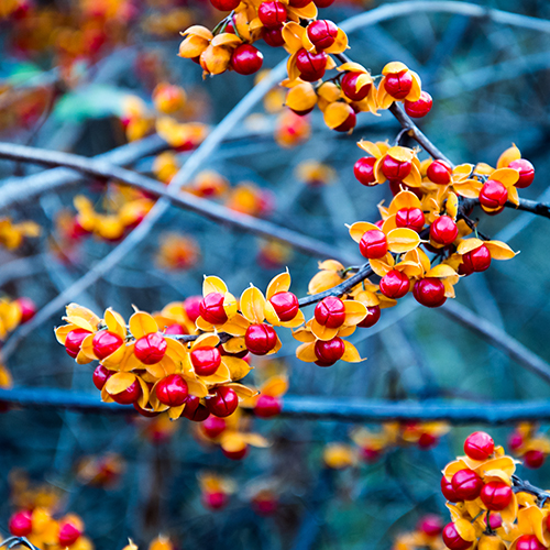 Bittersweet shutterstock_525876856 500x500.jpg