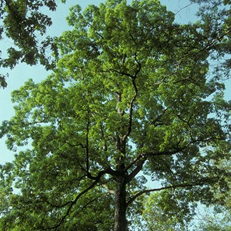 burr-oak-at-ottawa-park-rj-2-500x500jpg