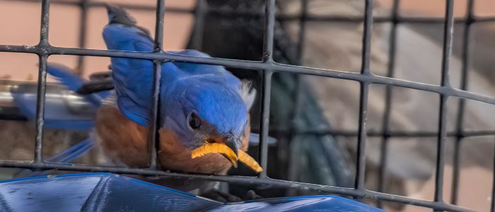 ft-bluebird-mealworm-fdr-weber-145-giga-700x300jpg