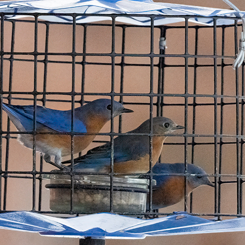 FT-Bluebird trio Mealworm Feeder-1-30-26 - Weber-022-giga 500x500.jpg