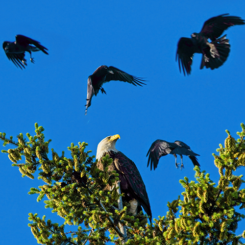 bird-mobbing-500x500jpg