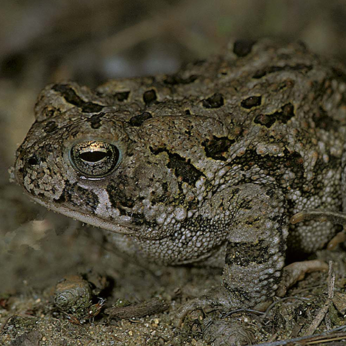 american-toad-oo-500x500jpg