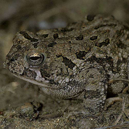 american-toad-oo-500x500jpg