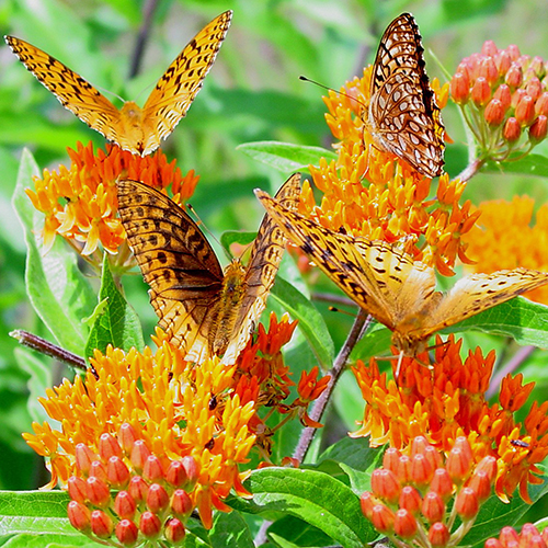 butterflies-500x500jpg