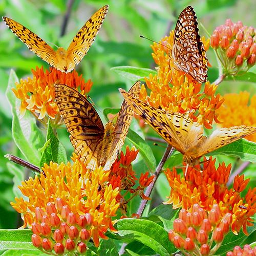 butterflies-500x500jpg