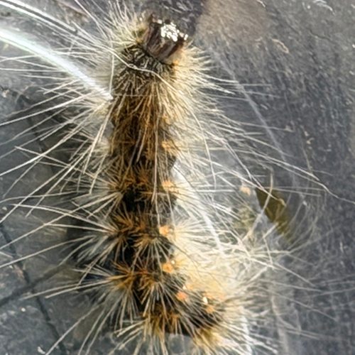 caterpillar photo 500x500.jpg