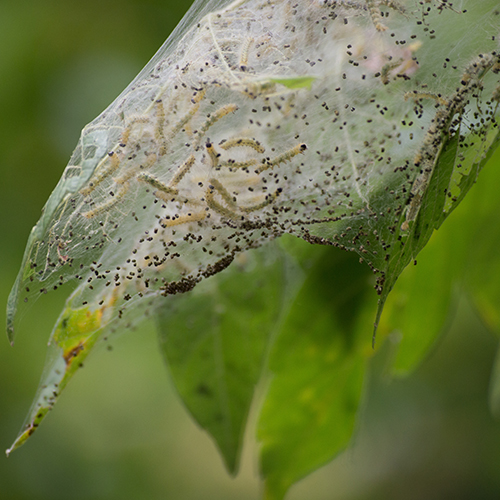 Fall webworm nest 500x500.jpg