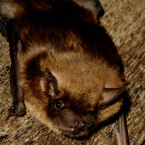 bat-bigbrown-4-full-vert-500x500jpg