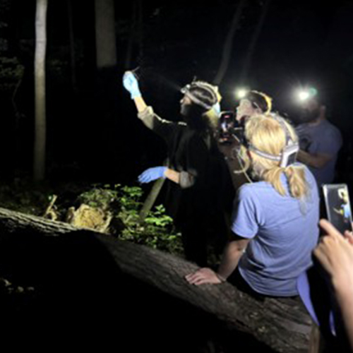 Bat Blitz photo 500x500.jpg