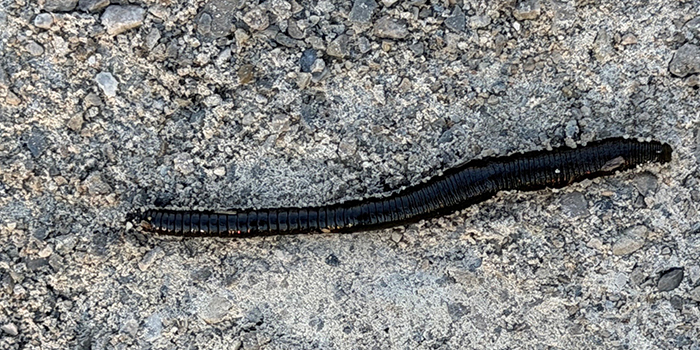 leech-700x350jpg