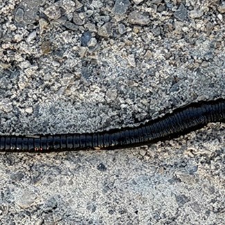 leech-700x350jpg