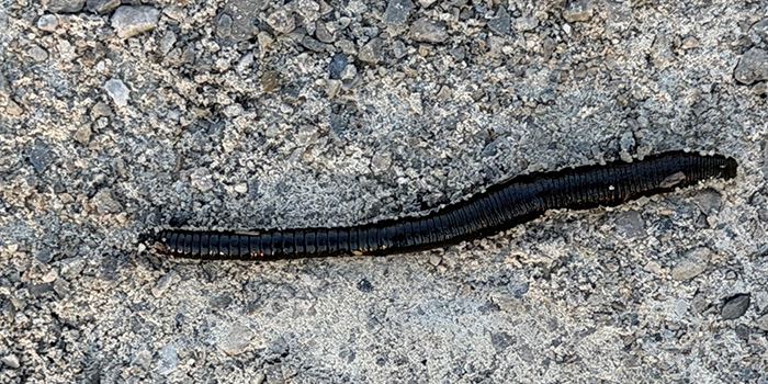 leech-700x350jpg