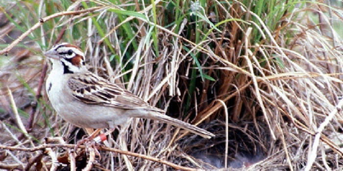 Ground-nesting Birds: Please Do Not Disturb | Metroparks Toledo