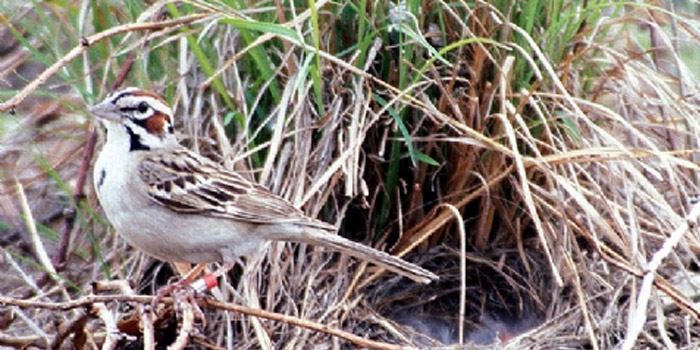 Ground Nesting Birds Please Do Not Disturb Metroparks Toledo