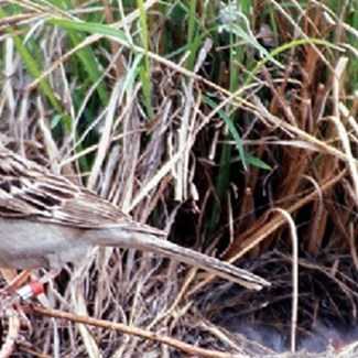 Ground-nesting Birds: Please Do Not Disturb