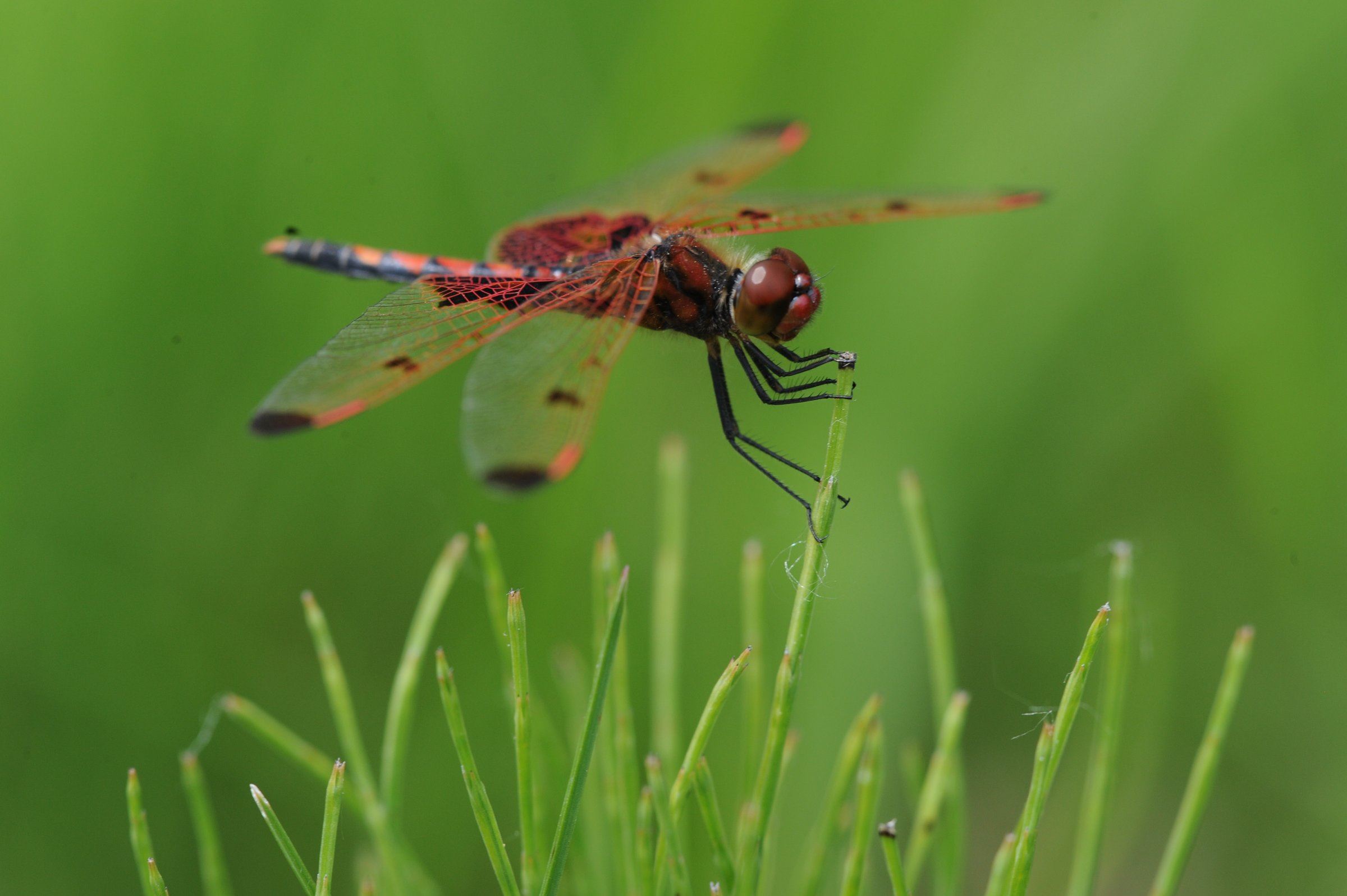 calico-pennant-047jpg