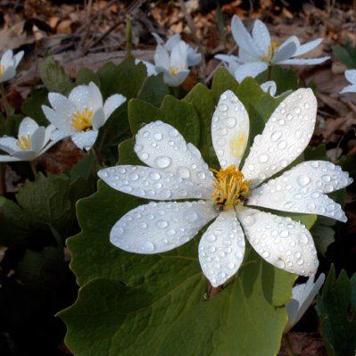 bloodroot-23-ppjpg