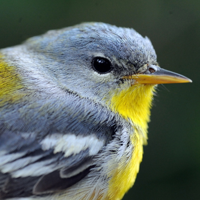 Navarre-f-Northern parula warbler 130.JPG