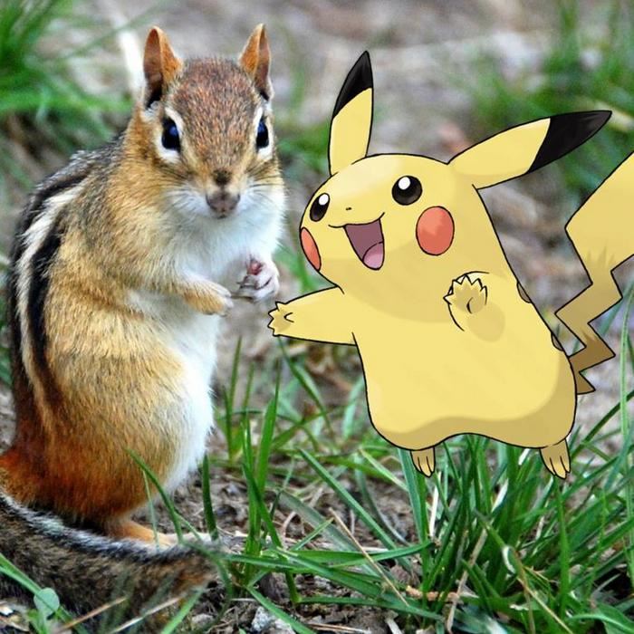 Pokemon in real life