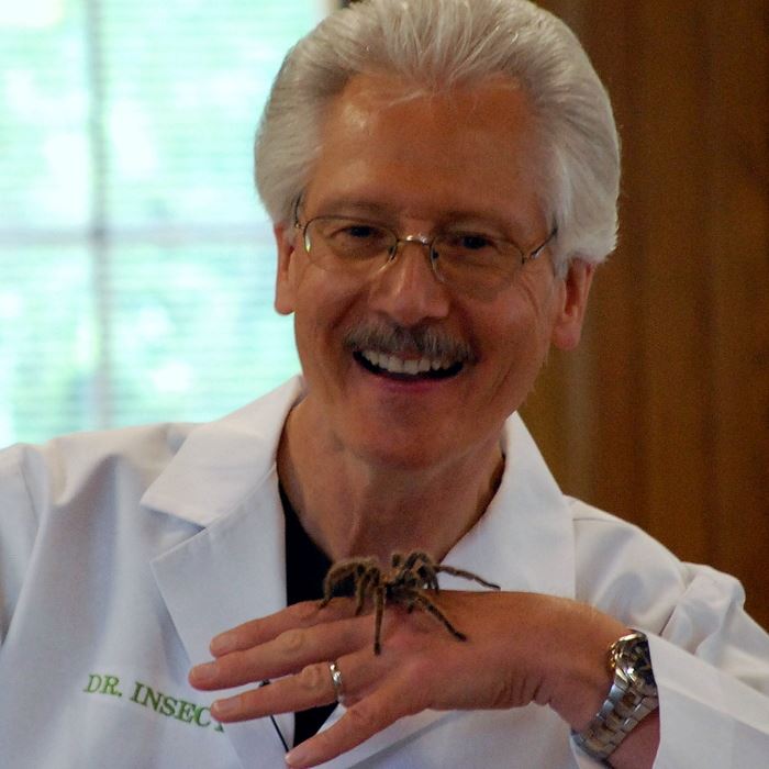 dr-insecta-2jpg