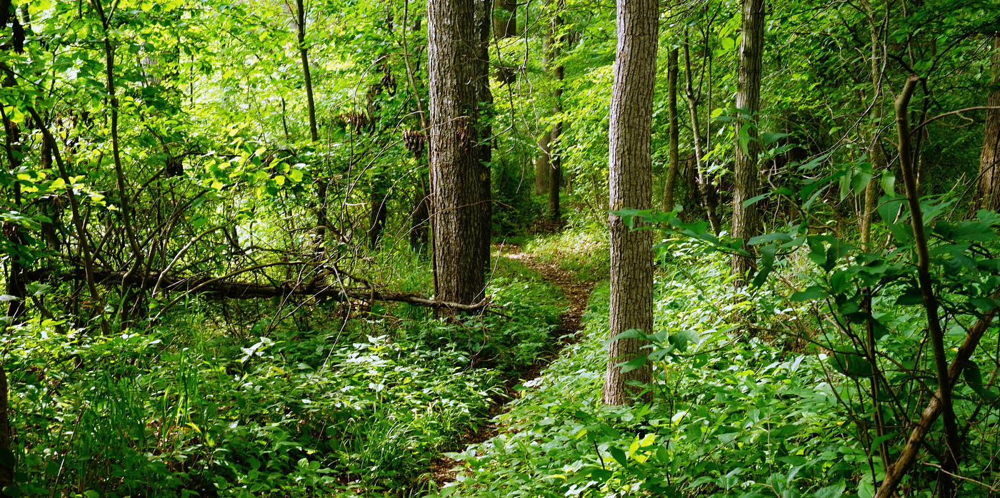 oak openings mountain bike trail