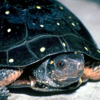 turtle-spotted-youngjpg