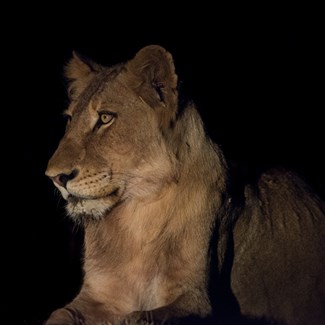 Learn Nighttime Photography from Wildlife Photographer John Barrett