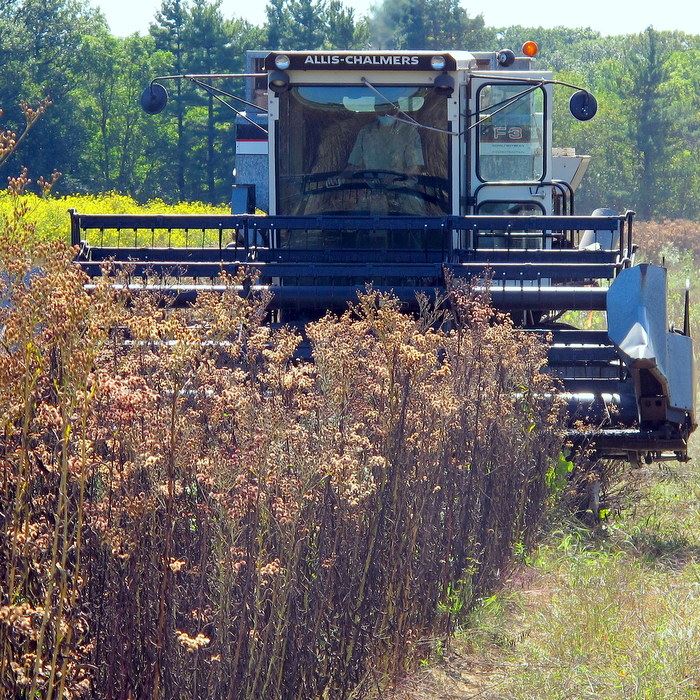 harvest1jpg