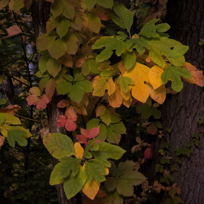 sassafras-oo-10-11-017jpg