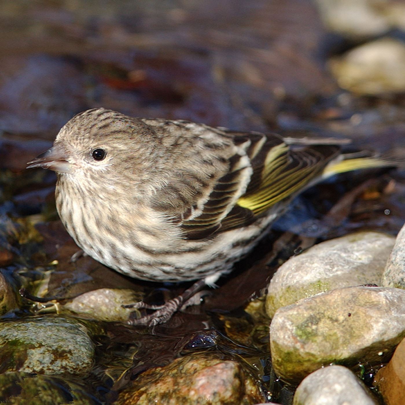 siskin-in-stream-oojpg