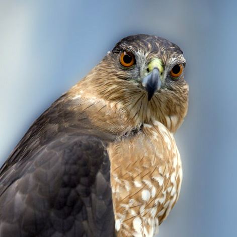 coopers-hawkjpg