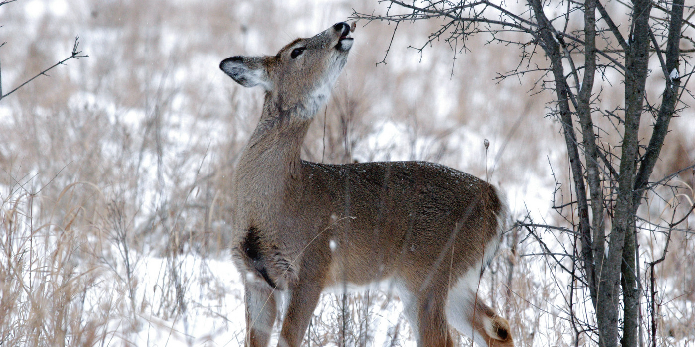 deer-in-floodplain-reaching-to-nip-tree-side-cutjpg