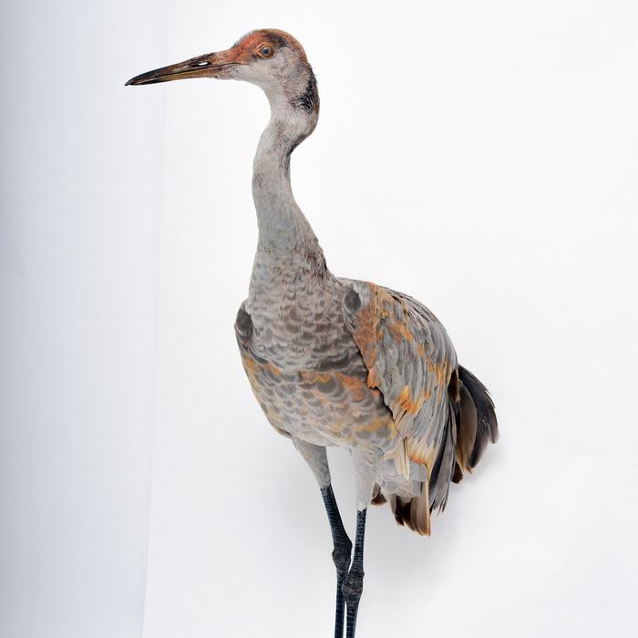 sandhill-cranejpg
