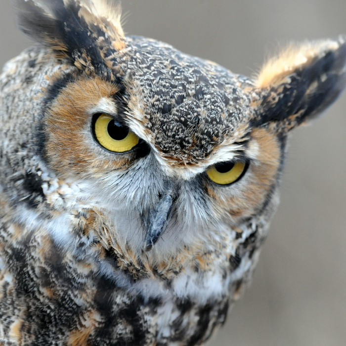 gh-owl-icarus-002jpg