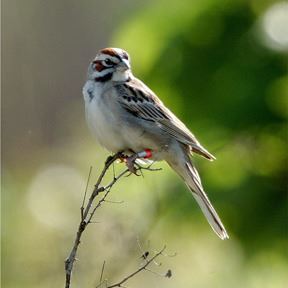banded-lark-sparrow-open-perch-girdhamjpg