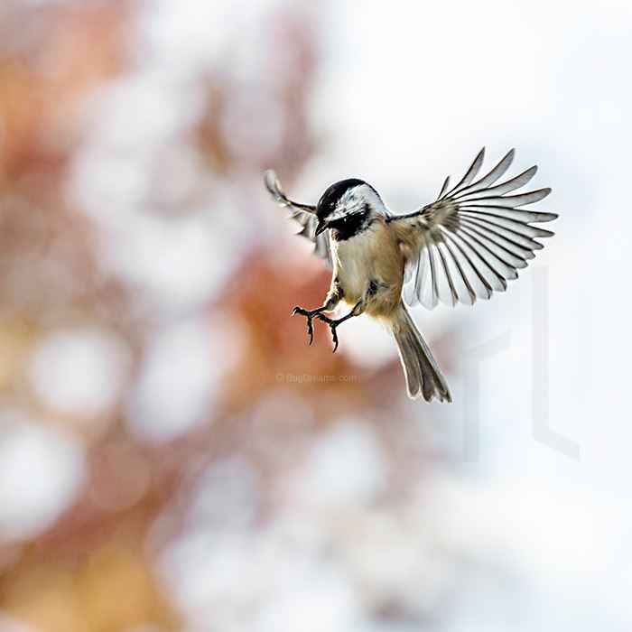 lieder-chickadee_241014_700jpg