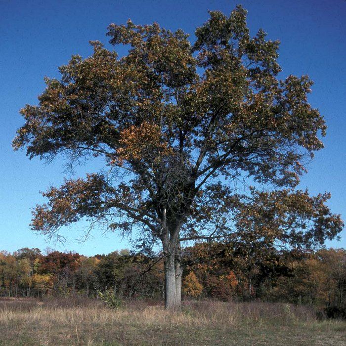 savanna-oak-in-fall-rjjpg