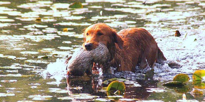duckdogjpg
