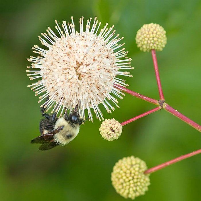 hebanpollinatorjpg